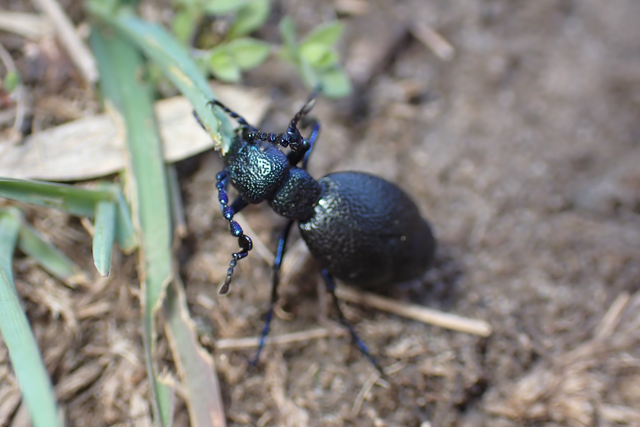 Meloe proscarabaeus - közönséges nünüke