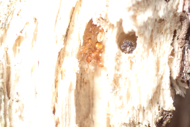 Temnothorax turcicus - sárga kéreghangya
