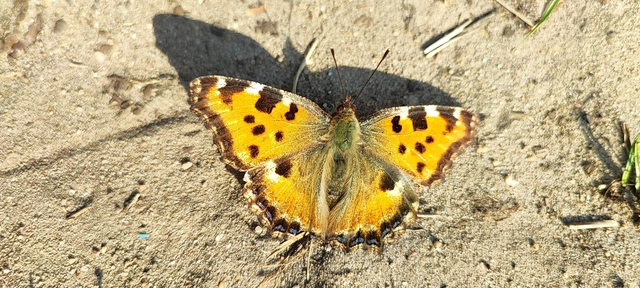 Nymphalis polychloros - nagy rókalepke