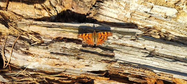 Nymphalis c-album - C-betűs lepke