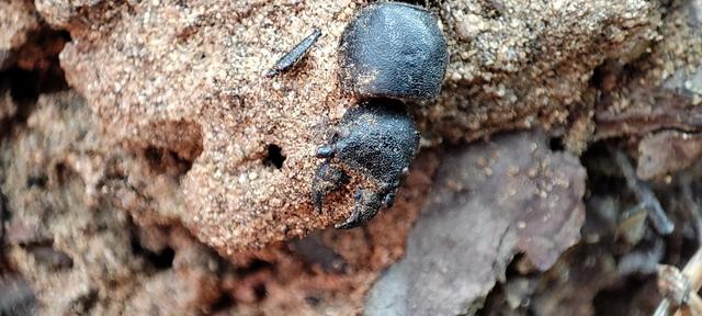 Spondylis buprestoides - erdei félcincér