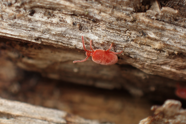 Trombidiidae