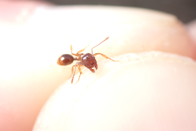 Aphaenogaster subterranea - vörös karcsúhangya