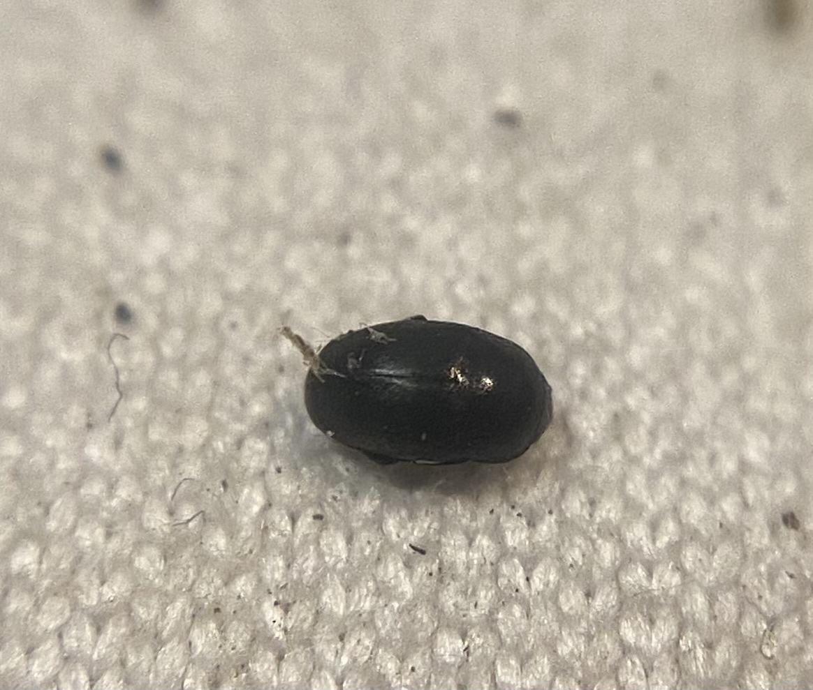 Sagittogethes ovatus