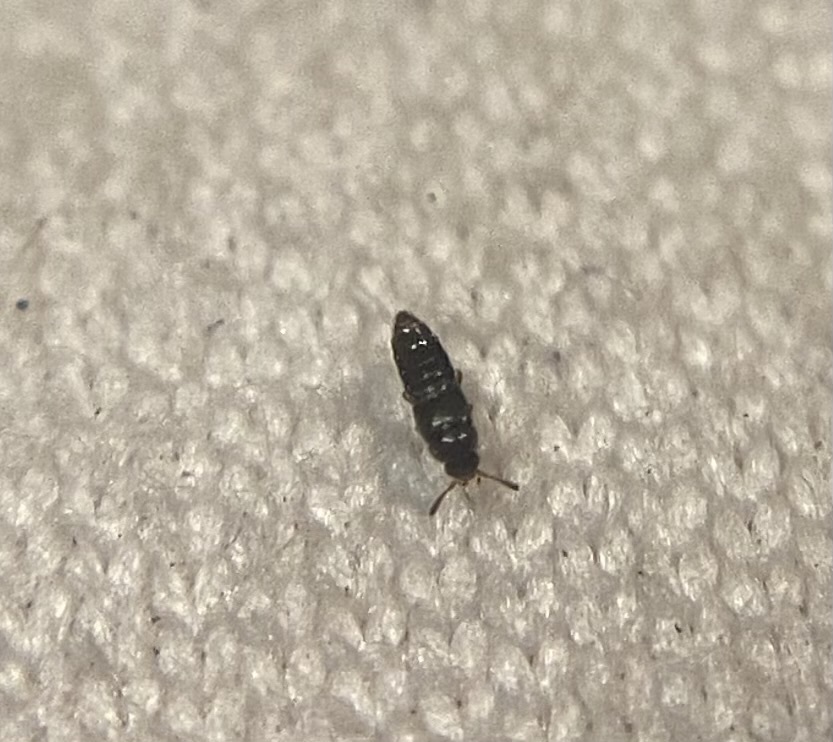 Oligota pusillima