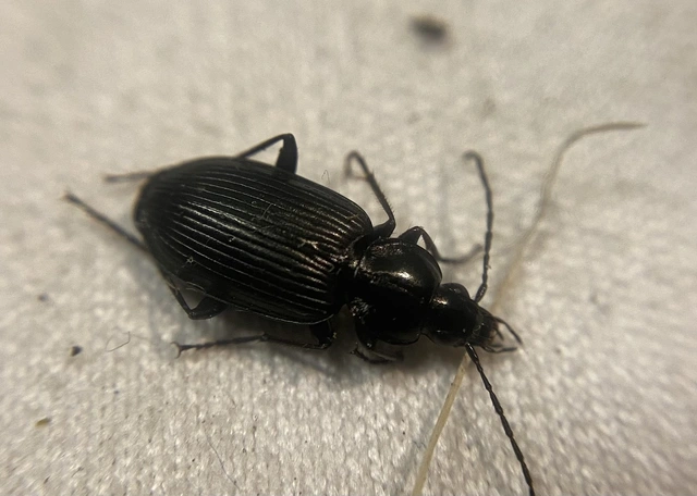 Agonum lugens - mocsári kisfutó Agonum lugens - mocsári kisfutó