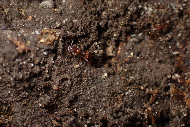Aphaenogaster subterranea - vörös karcsúhangya