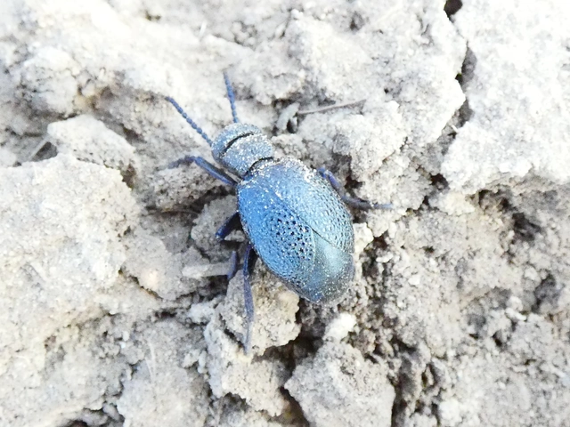 Meloe cicatricosus - óriásnünüke