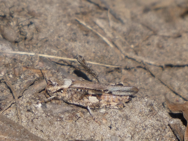 Acrotylus insubricus - önbeásósáska