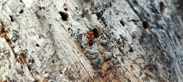 Lygaeus equestris/simulans