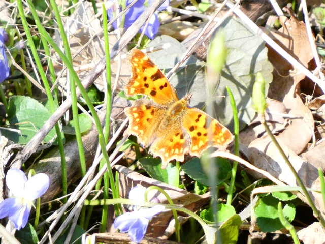 Nymphalis c-album - C-betűs lepke