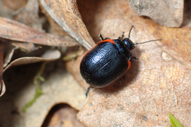 Chrysolina rossia - trapézhátú szegélyeslevelész