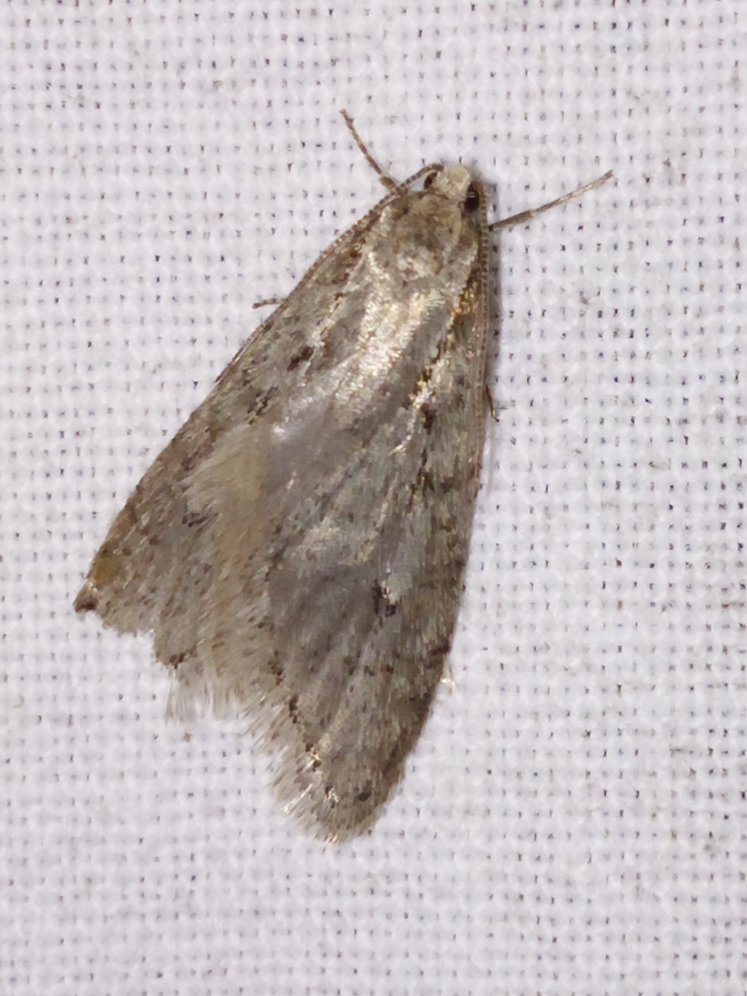 Semioscopis avellanella - mogyorószövő laposmoly