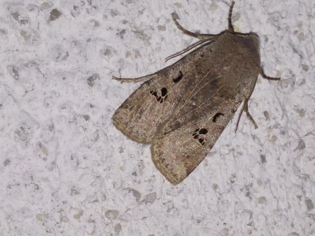 Conistra rubiginosa - szürke télibagoly
