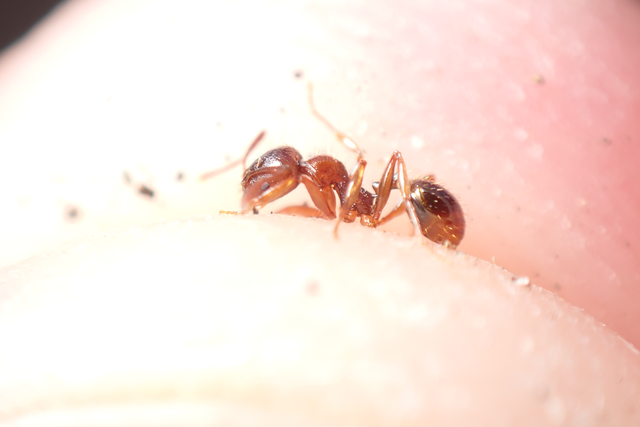 Aphaenogaster subterranea - vörös karcsúhangya