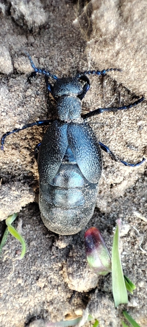 Meloe proscarabaeus - közönséges nünüke