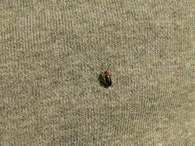 Oulema melanopus/duftschmidi