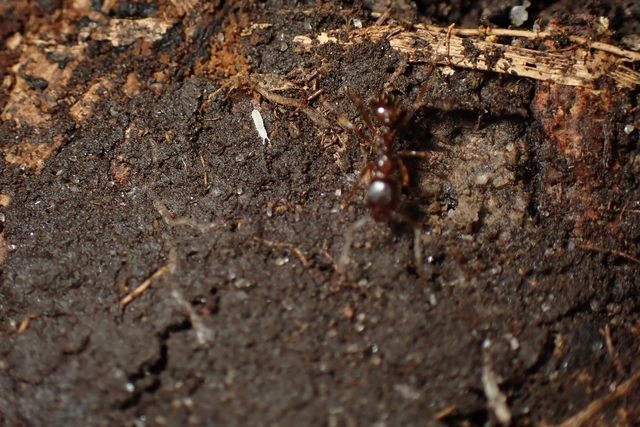 Collembola - Ugróvillások