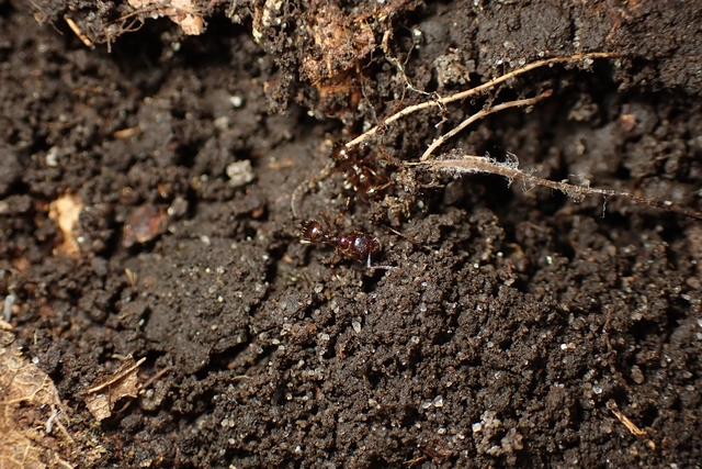 Aphaenogaster subterranea - vörös karcsúhangya