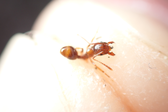 Aphaenogaster subterranea - vörös karcsúhangya