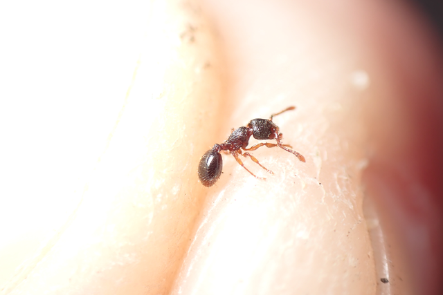 Myrmecina graminicola - ráncoshangya