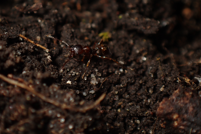 Aphaenogaster subterranea - vörös karcsúhangya