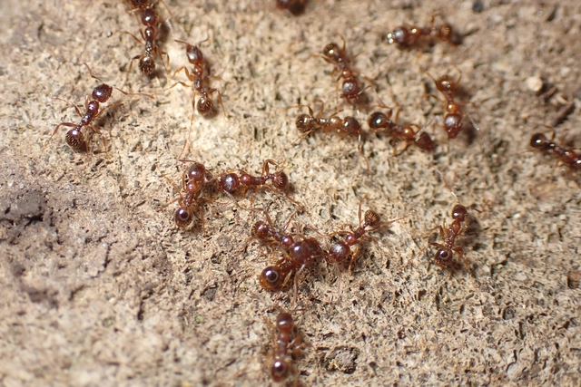 Aphaenogaster subterranea - vörös karcsúhangya