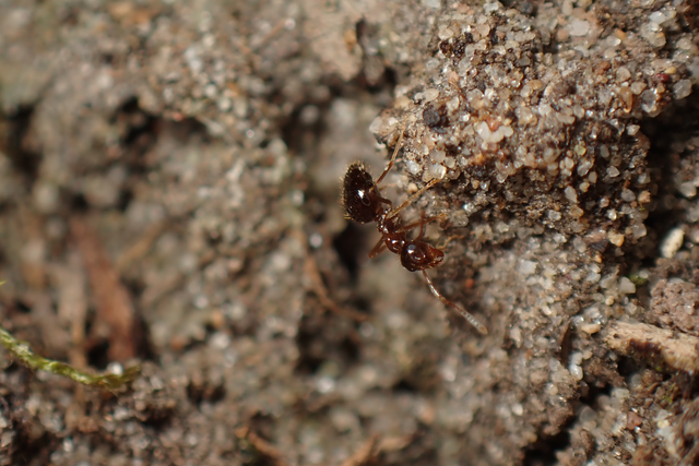 Prenolepis nitens - ragyogóhangya
