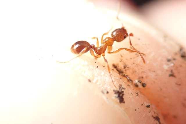 Aphaenogaster subterranea - vörös karcsúhangya