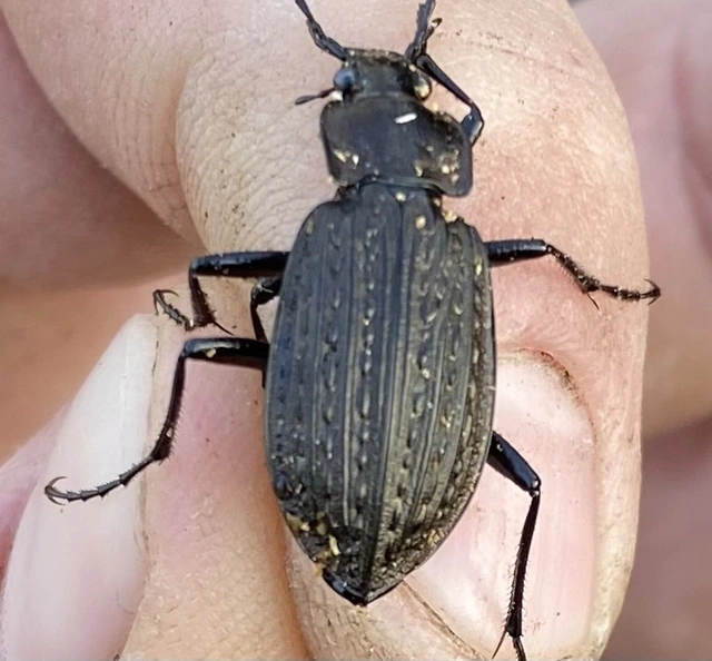Carabus granulatus - mezei futrinka