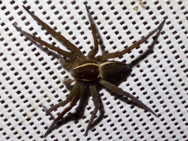 Dolomedes plantarius/fimbriatus