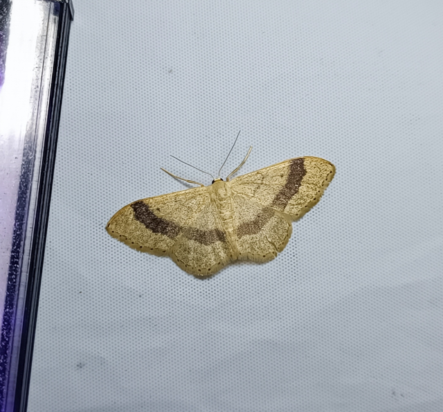 Idaea aversata - nagy sávosaraszoló