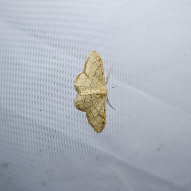 Idaea aversata - nagy sávosaraszoló