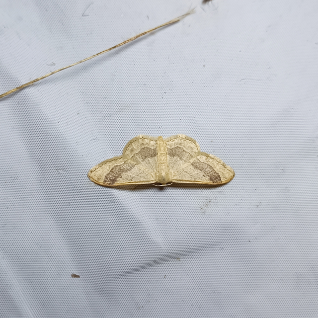 Idaea aversata - nagy sávosaraszoló