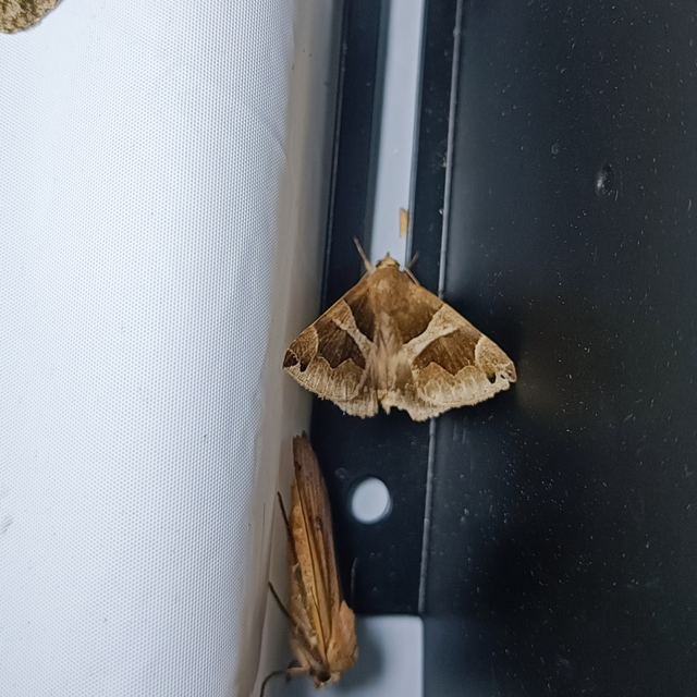 Dysgonia algira - déli porcelánbagoly