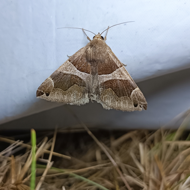 Dysgonia algira - déli porcelánbagoly