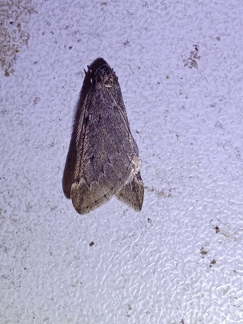 Alsophila aescularia - vadgesztenye-araszoló