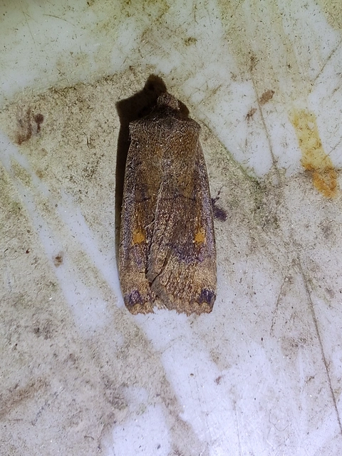 Eupsilia transversa - holdacskás télibagoly