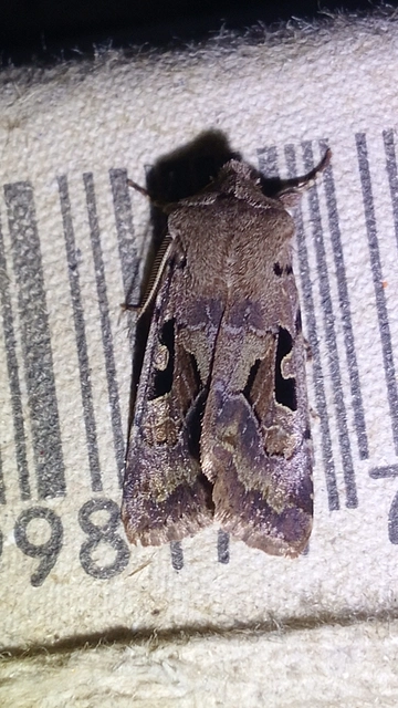 Orthosia gothica - feketefoltos barkabagoly