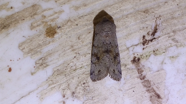 Orthosia incerta - változékony barkabagoly