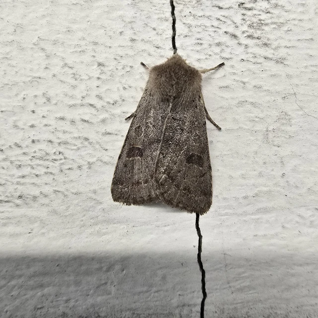 Orthosia populeti - nyárfa-barkabagoly