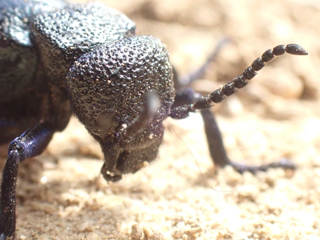 Meloe cicatricosus - óriásnünüke