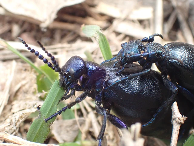 Meloe proscarabaeus - közönséges nünüke