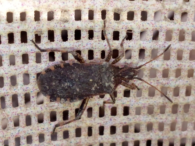 Ceraleptus gracilicornis - tüskéslábú karimáspoloska