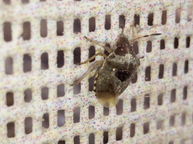 Stagonomus venustissimus - foltos feketefejű-poloska Stagonomus venustissimus - foltos feketefejű-poloska