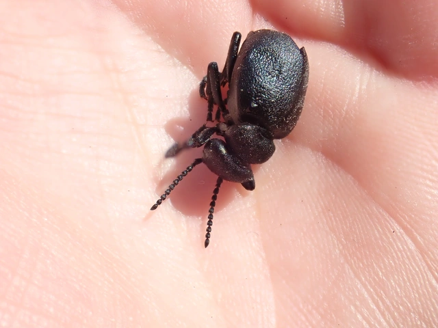 Meloe scabriusculus - érdes nünüke