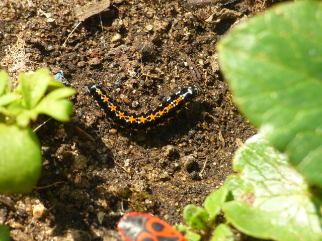 Ethmia
