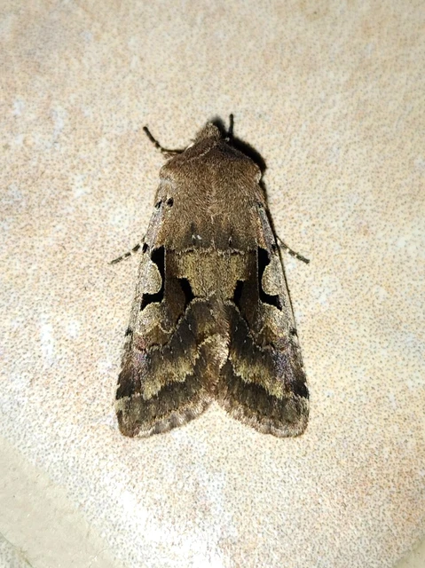 Orthosia gothica - feketefoltos barkabagoly