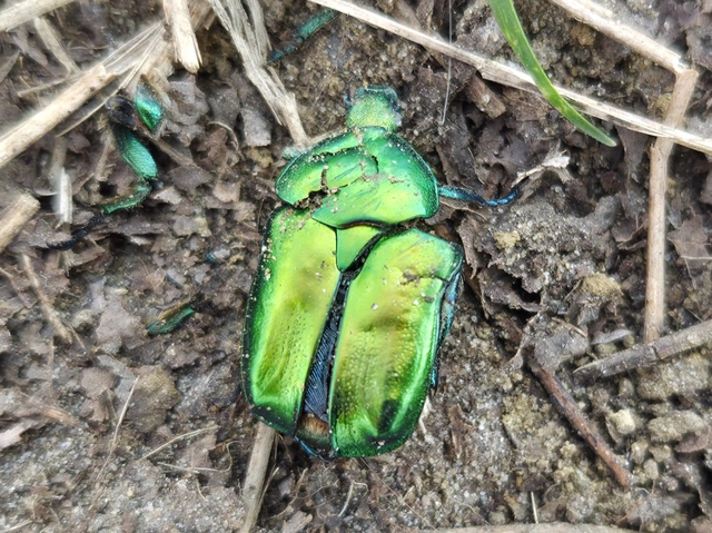 Protaetia affinis - smaragdzöld virágbogár