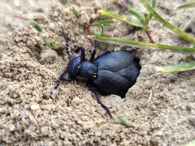 Meloe proscarabaeus - közönséges nünüke